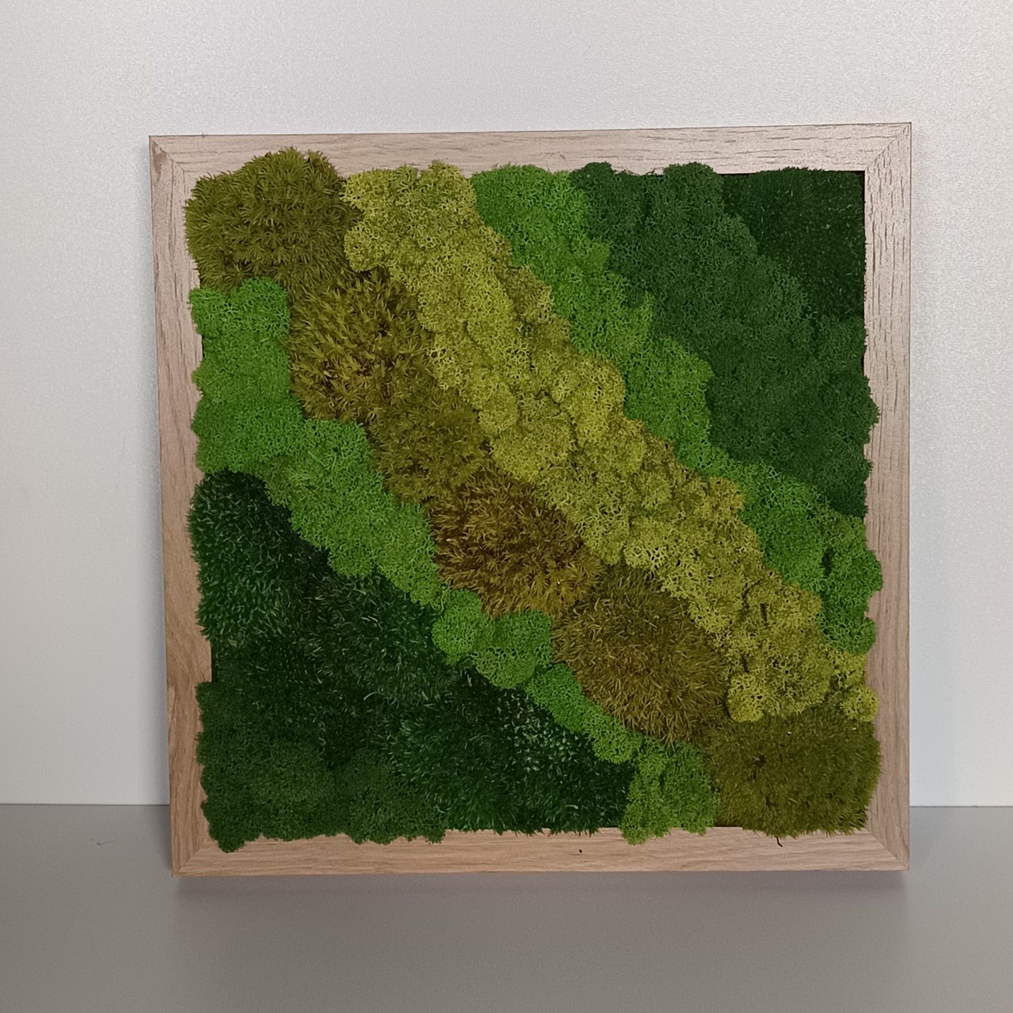 Obraz wiecznie żywy mech chrobotek 32/32cm