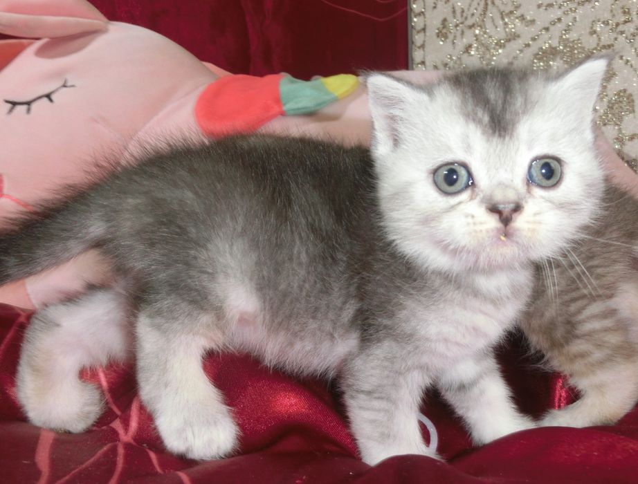 Чудові шотландські кошенята