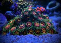 Frag zoanthus rainbow incinerator