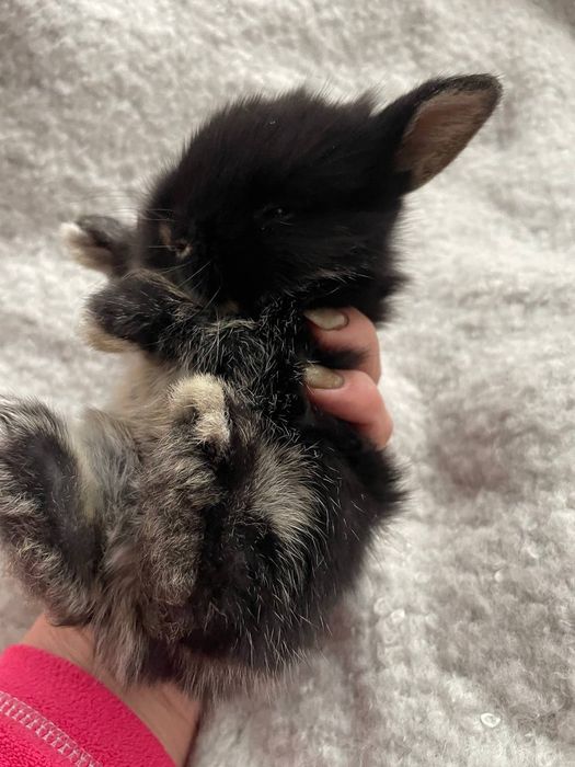 Карликові, декоративні кролики