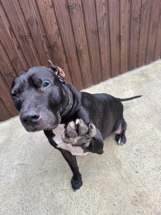 Віддамо собаку в добрі руки