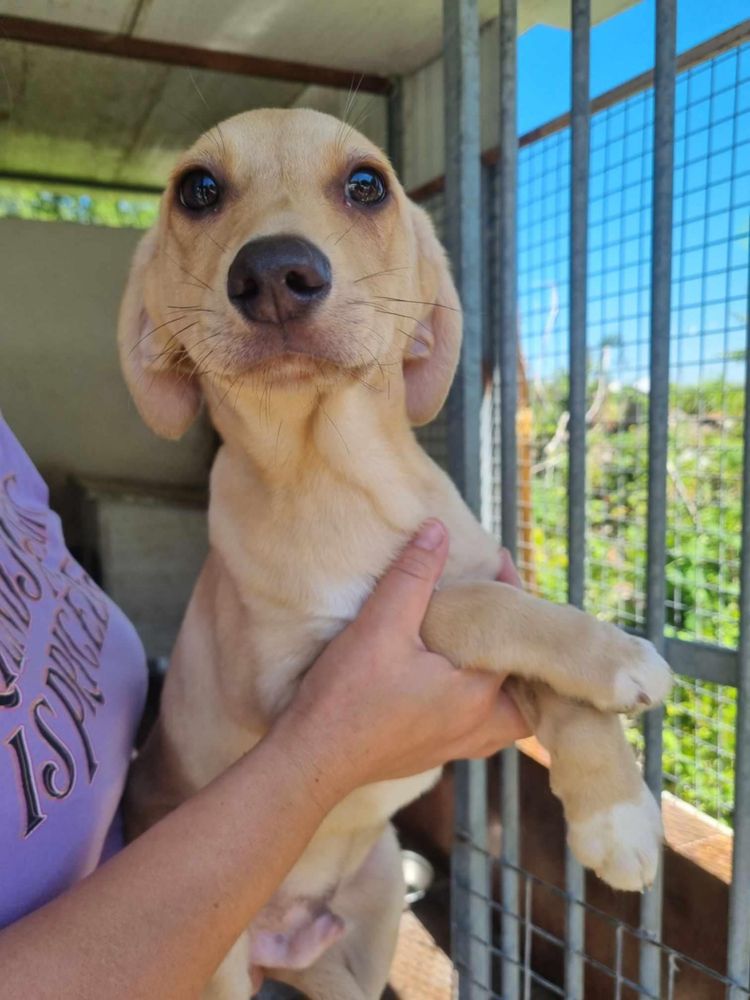 Bernie - 5 meses, porte médio (12-15kg)