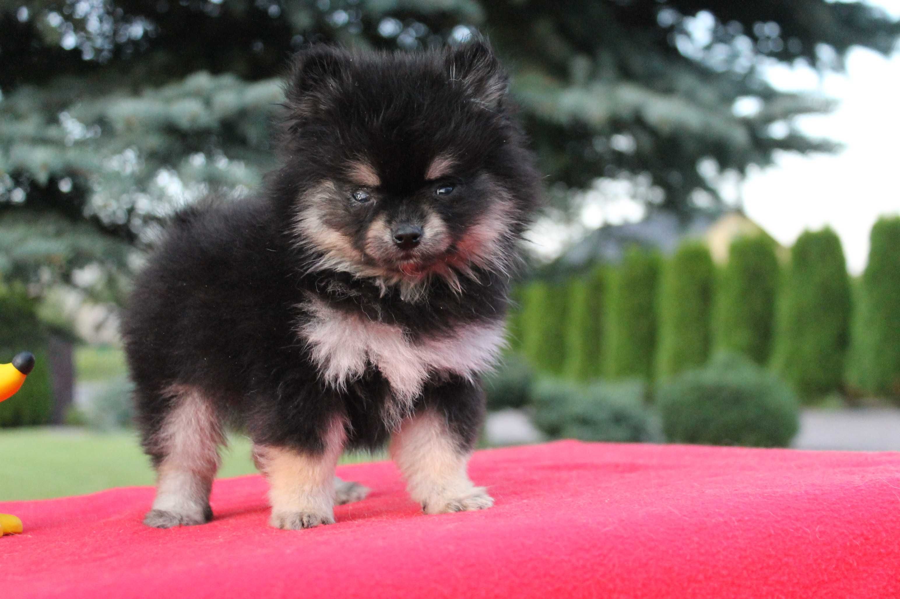 Szpic Pomeranian śliczna suczka XXS - już do odbioru
