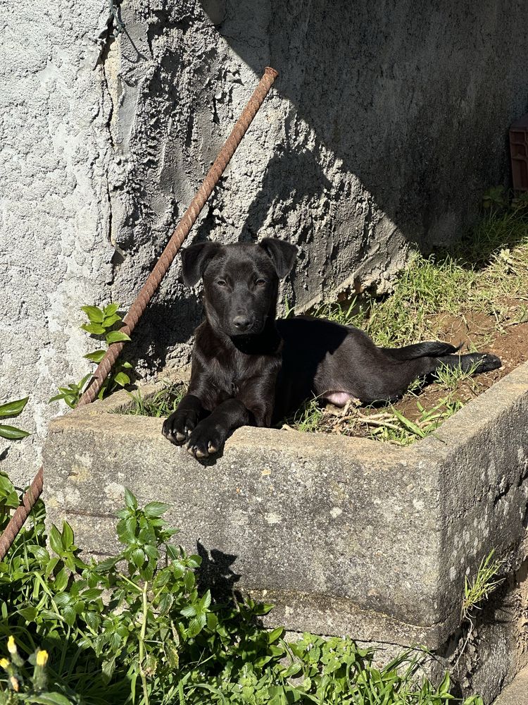 Cadelas bebes para adoção