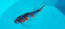Carpas koi 10-20 cm