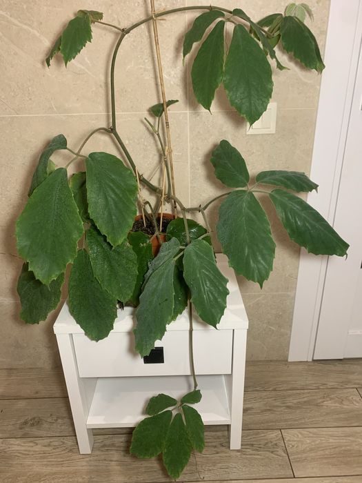 Спатіфілум Діамант, Тетрастігма, філодендрон Дарк