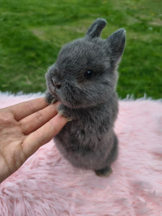 Króliki miniaturki karzełek niderlandzki