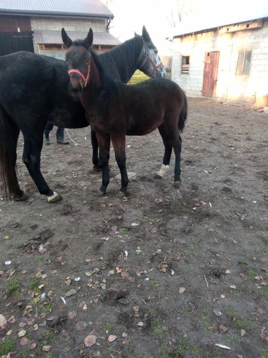 Źrebica Śląska klacz po Basie