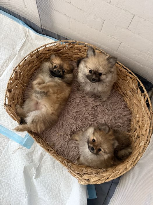 Małe szczeniaczki do adopcji