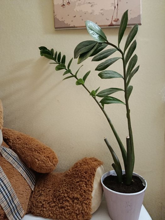 Заміокулькас зелений