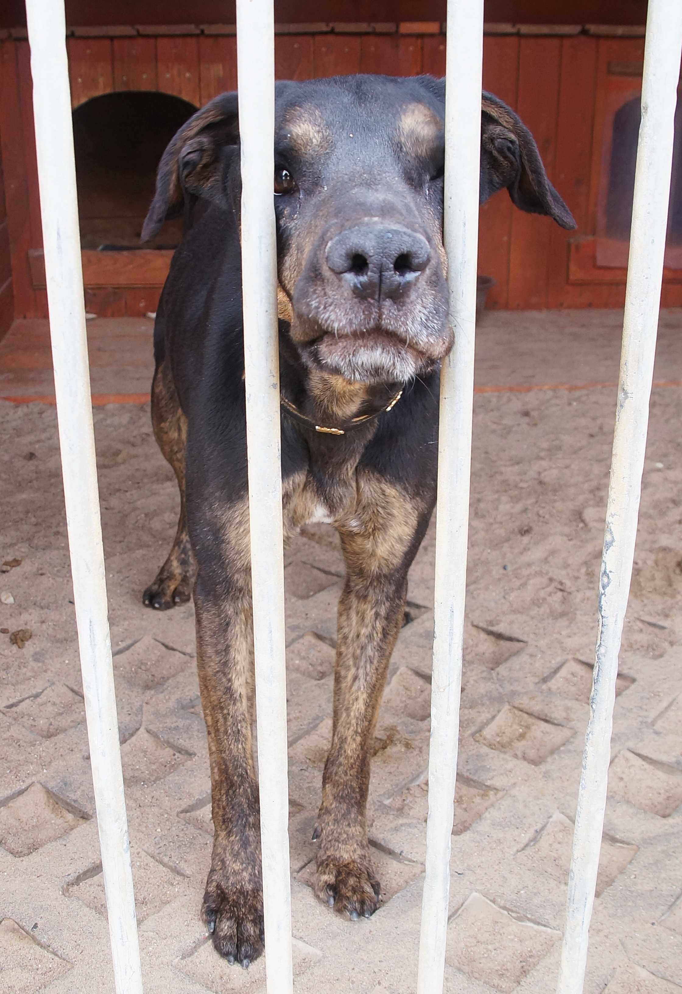 Lemon - czarne cudo zza krat do adopcji.
