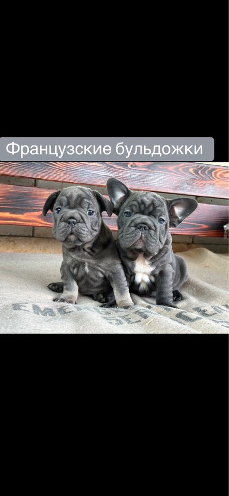 Французские бульдожки! Выбор!