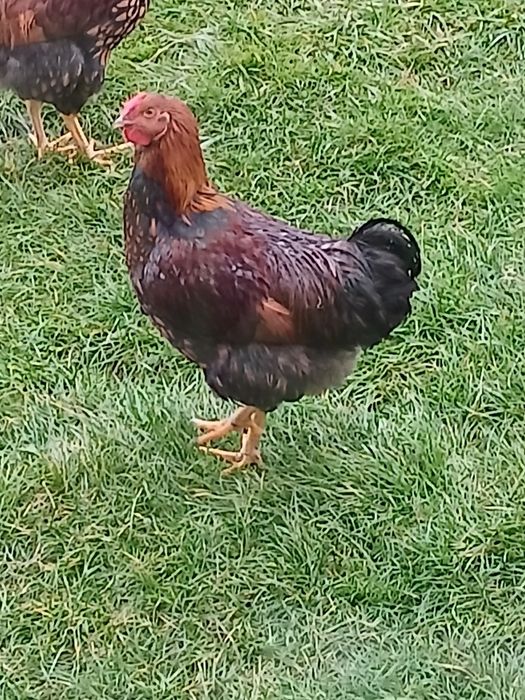 Віандот червоне золото півень