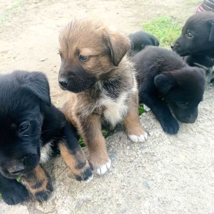 Отдам щенков (на 50% лабрадор)+380 97 574 7782