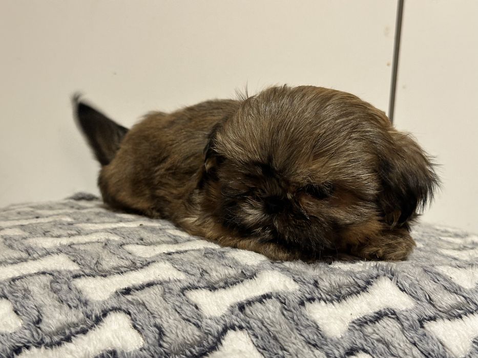 Czekoladowa sunia shih tzu DO ODBIORU
