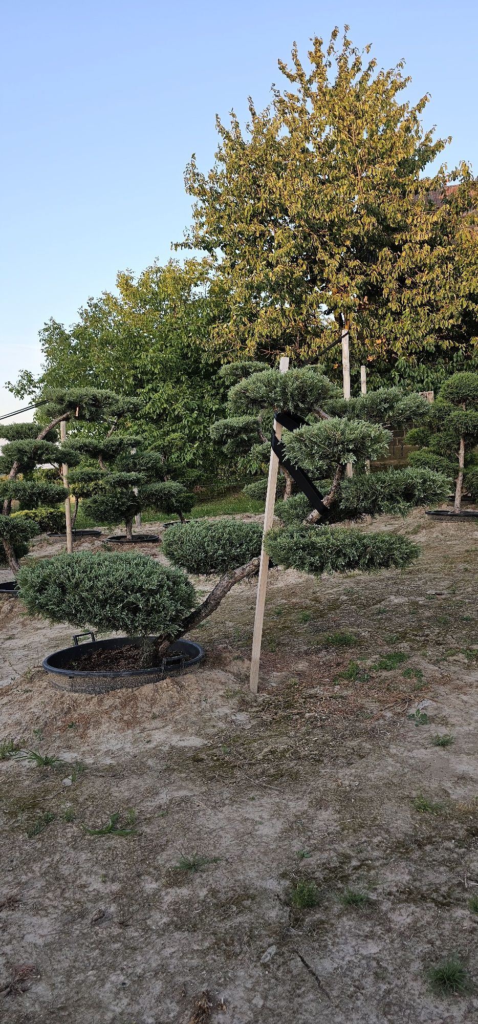 Bonsai rośliny formowane