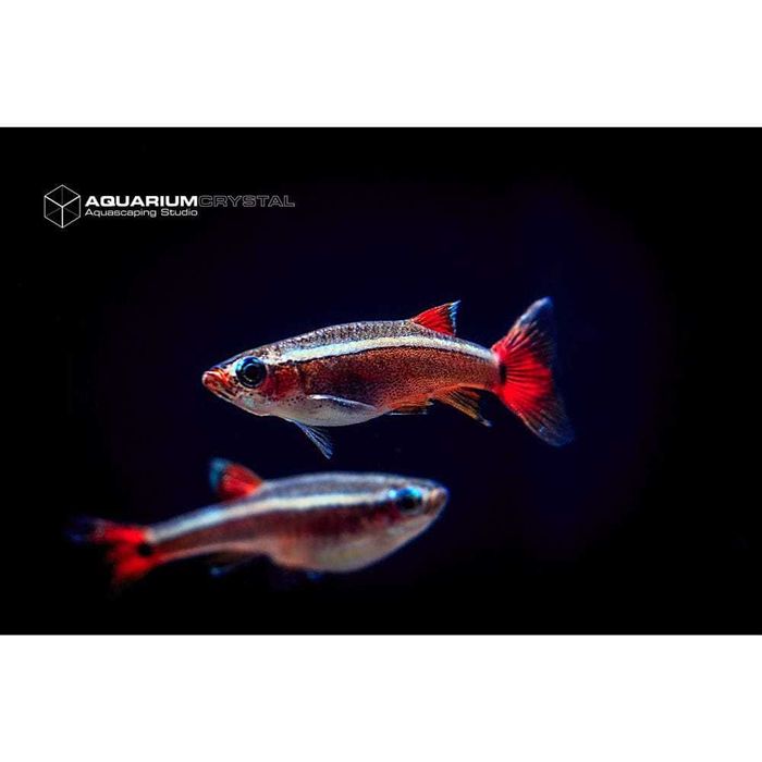 Danio leopardo e falso neon chines