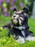 Lhasa apso ZKwP/FCI lepszy od shih tzu