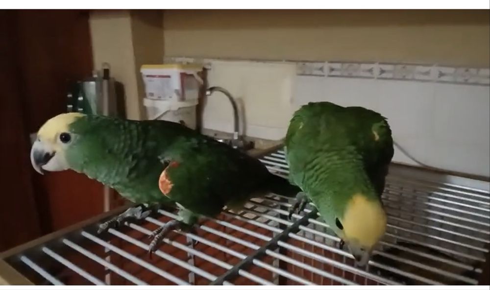 Papagaios para venda