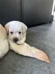 Labrador Retriever FCI