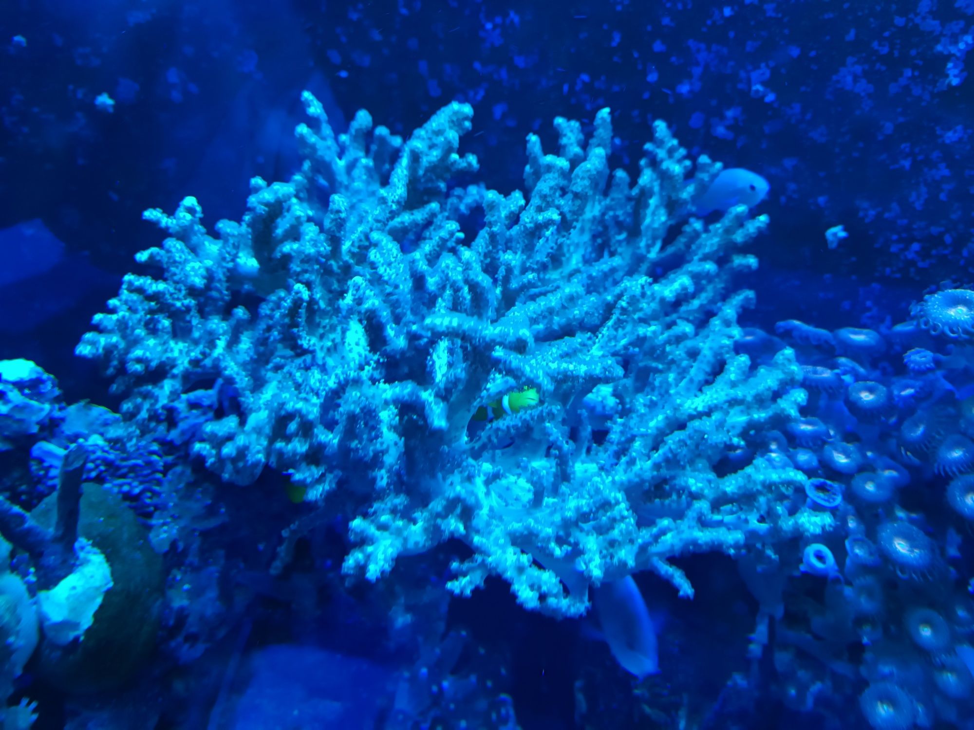 Koralowce miękkie