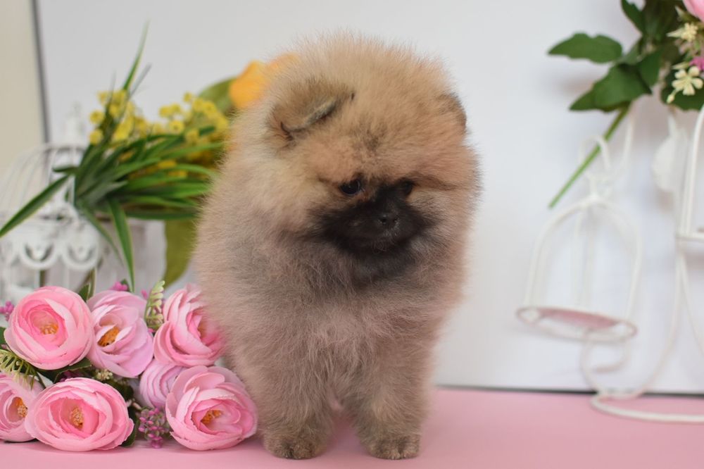 Пухнастий ведмедик дівчинка