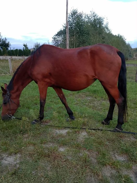 Klacz  13lat 160 w klebie mocna sppkojna