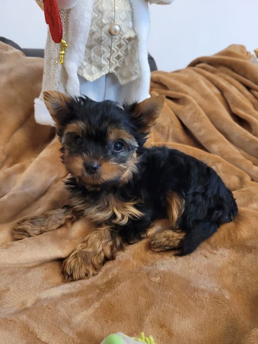 Yorkshire Terrier, piesek, chłopiec york