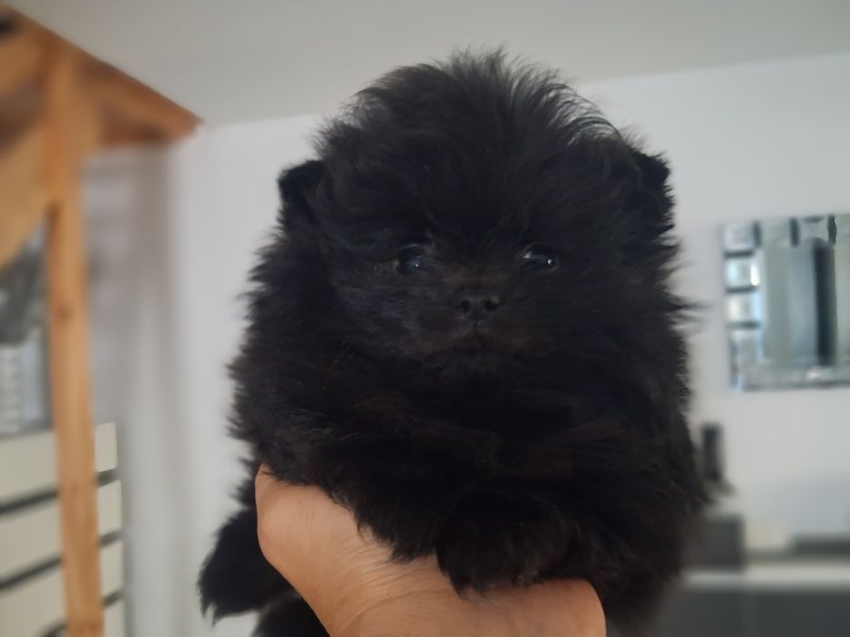 Szpic miniaturowy pomeranian sunia maluka