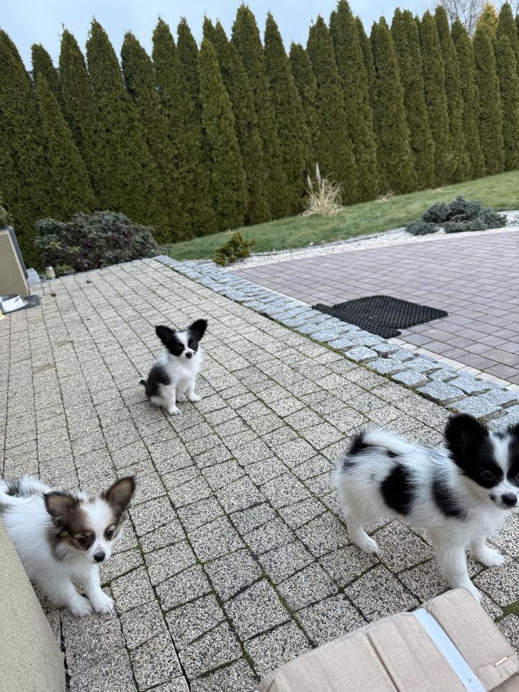 Papillon szczeniak Spaniel kontynwntalny miniaturowy