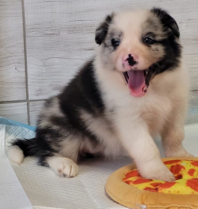 Border Collie suczka