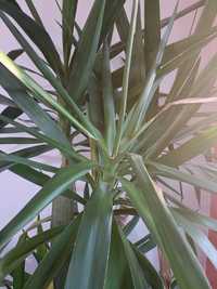 Planta yucca 220cm