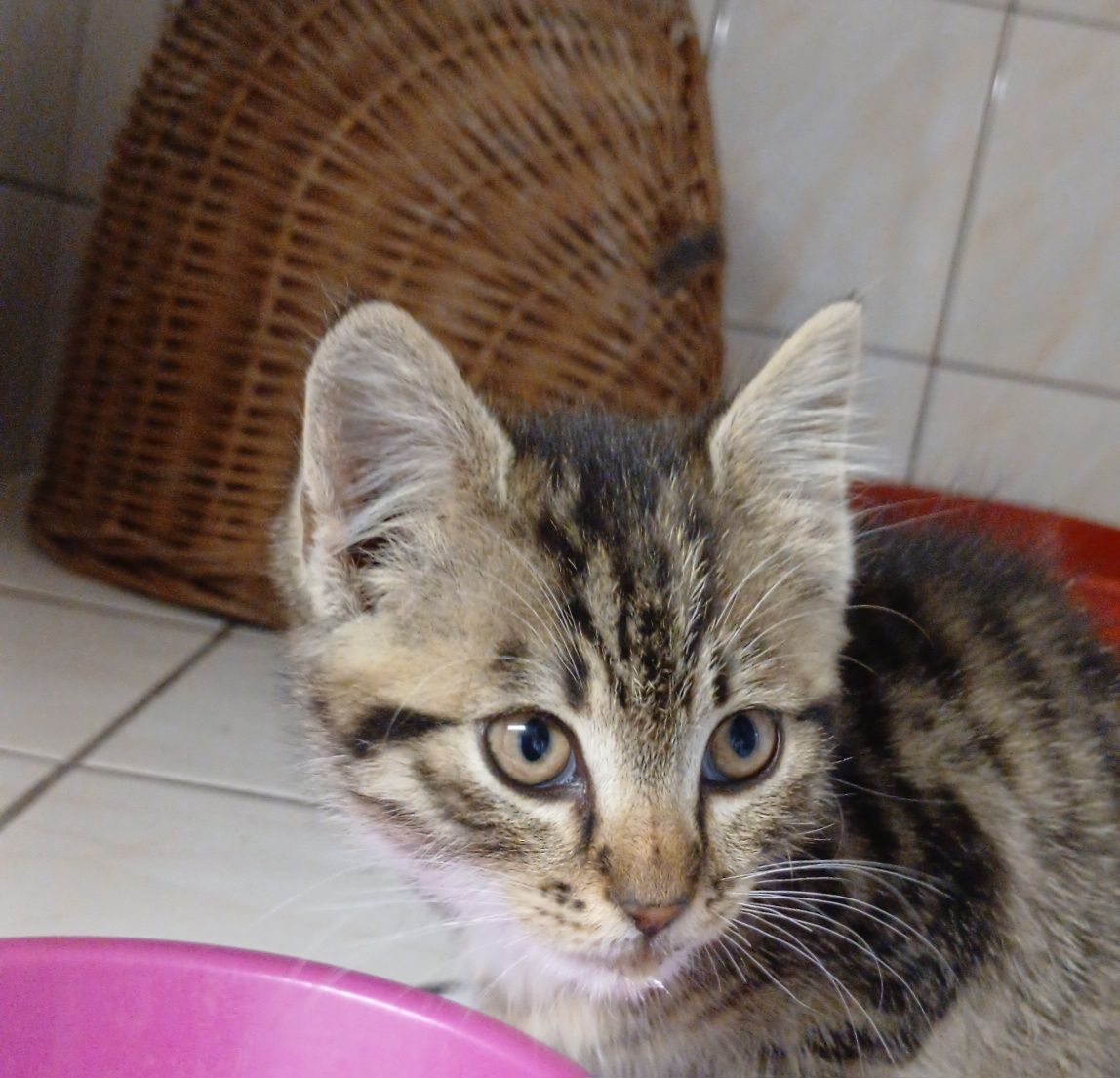 Kot, koty do oddania, adopcja kotów
