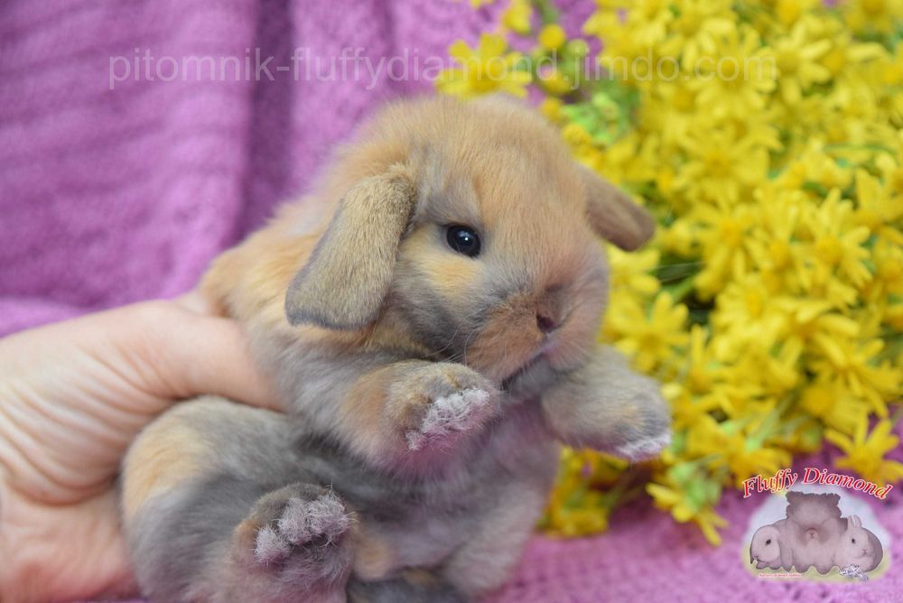 Висловухі кролики NHD. Роскішні кроленята з розплідника. Великий вибір