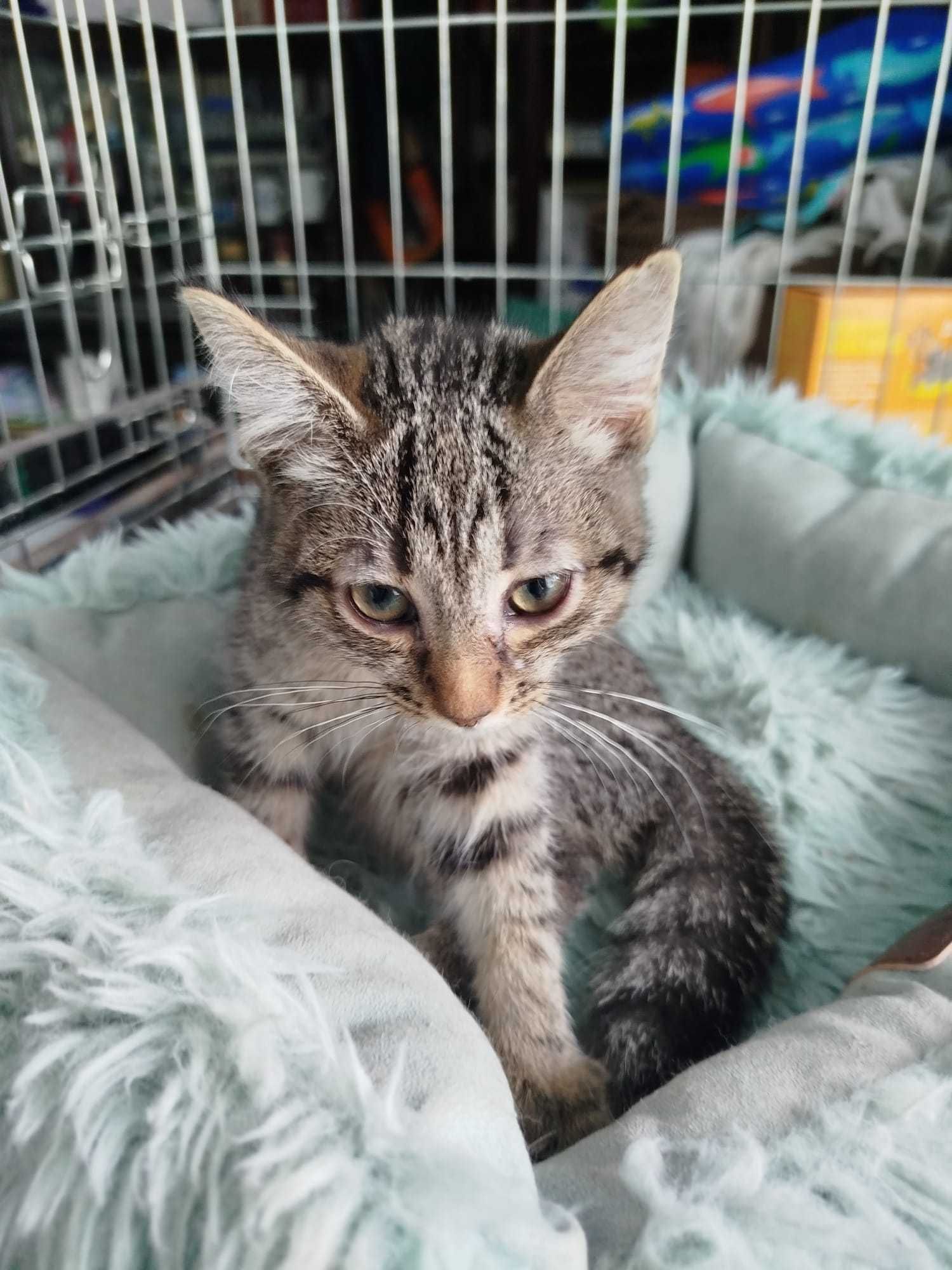 Gatos bebés para adoção responsável