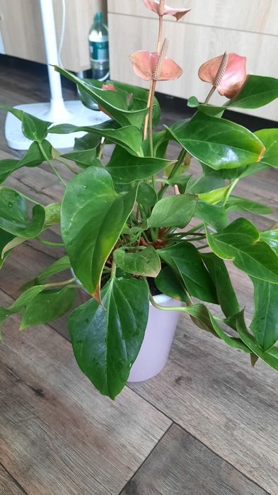 Антуріум колір фуксія, насичений рожевий