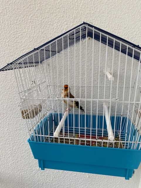 major macho a cantar