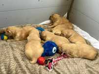 Złote Golden retriever-szczenie z rodowodem