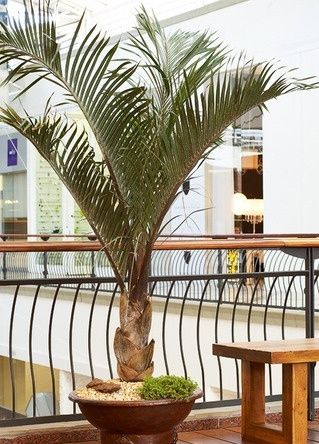 Marcante palmeira triangular Dypsis decaryi