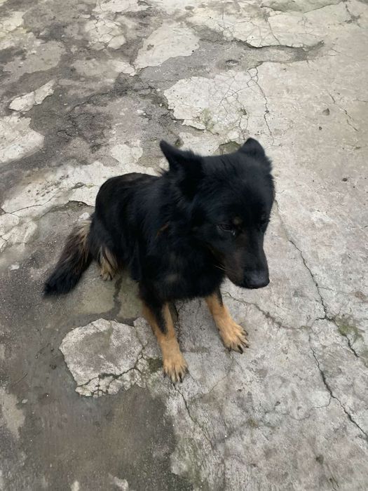 Отдам Собаку в Добрые руки