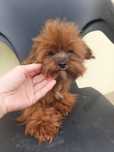 Yorkeepoo pudel pudle