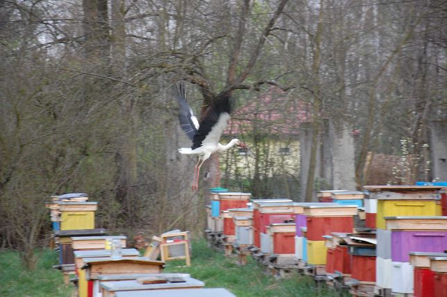 Pszczoły, Rodzinki Pszczele, Odkłady pszczele, odkład pszczeli 2023