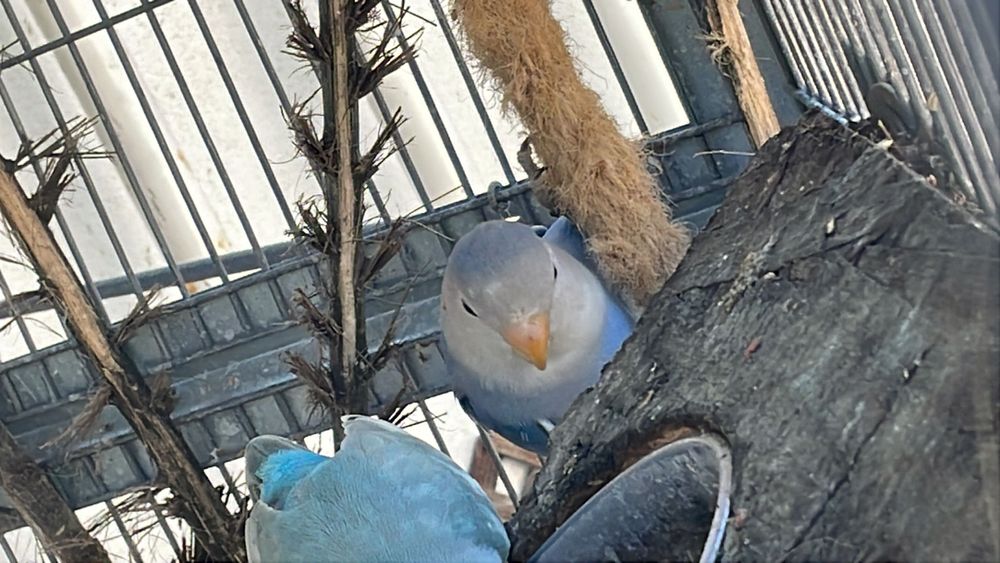 Agapornis roseicollis novos