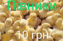 Суточні Курчата Циплята Несушка Ломан Браун Сенді Півні Півники Петухи