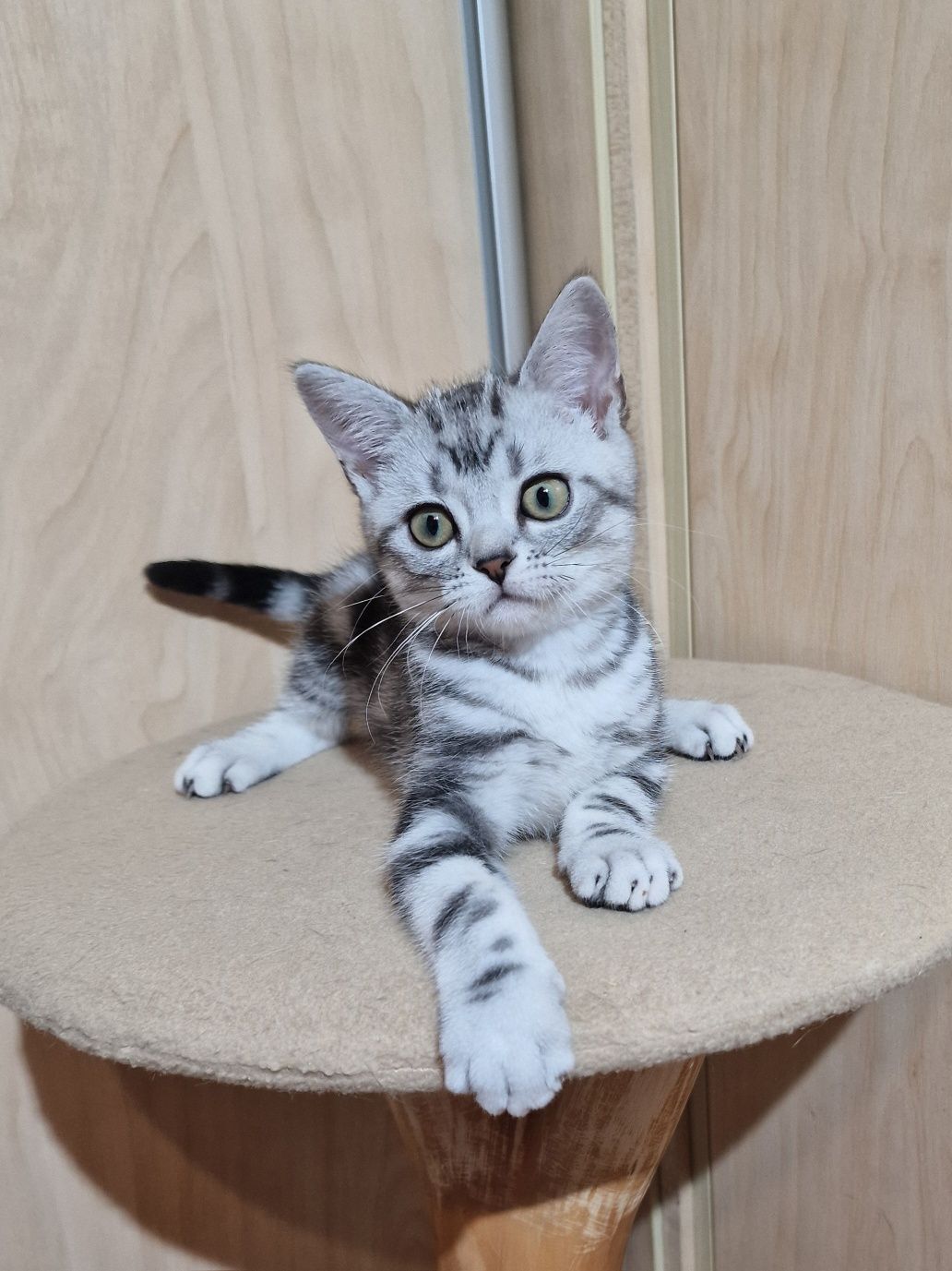 Американське короткошерсте кошеня