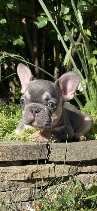 Голубой мальчишка мини француз