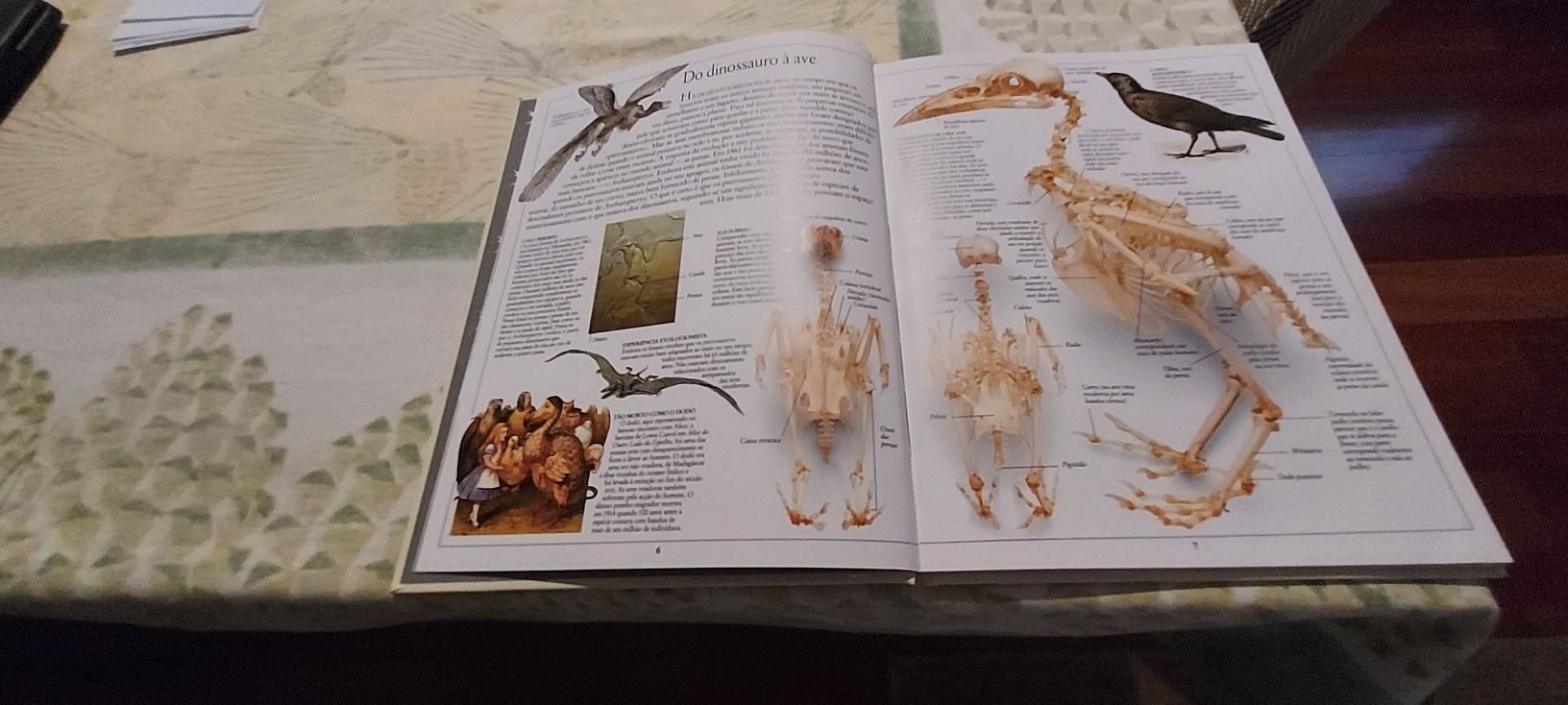 Livro novo Aves - enciclopedia Visual