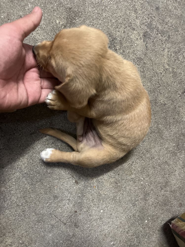 Cao bebe arraçado