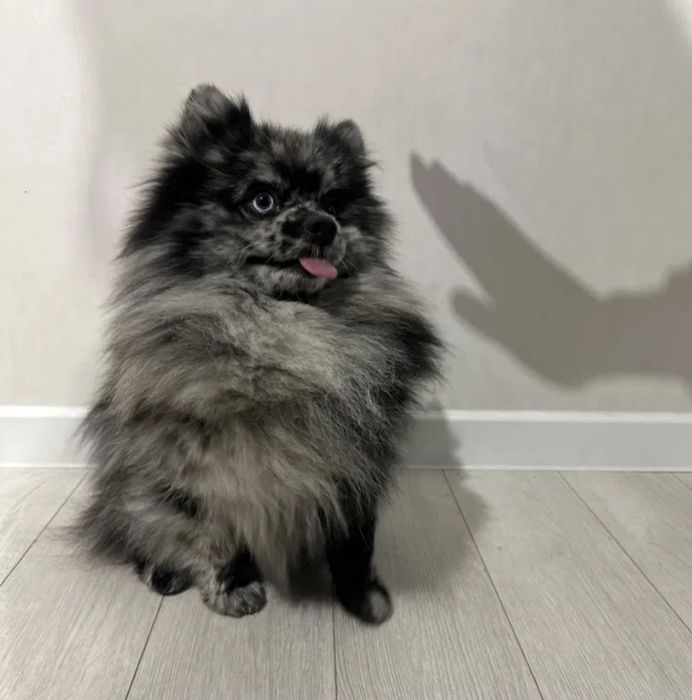 Pomeranian. PIES. Color Merle