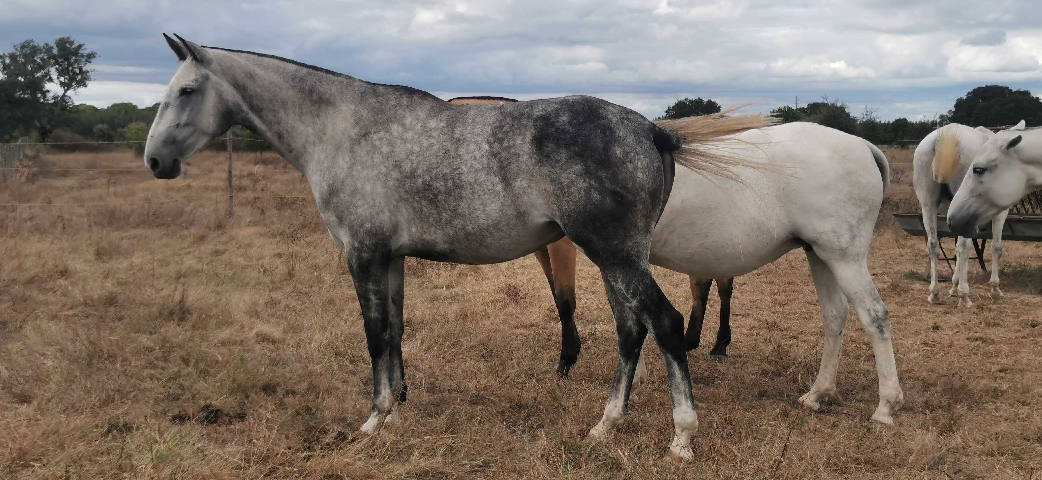 Poldra lusitano x Warmblood